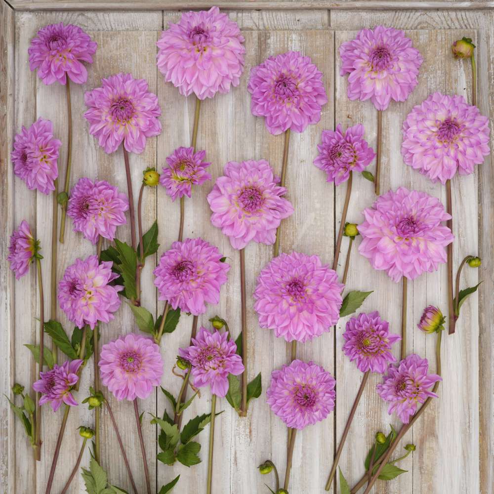 Dahlia 'Pink Ardour'